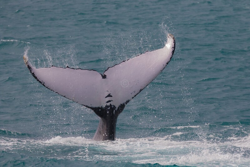 HB Tail Slap 14. 0A3A4723 - Copy - 2025 Hervey Bay Whales
