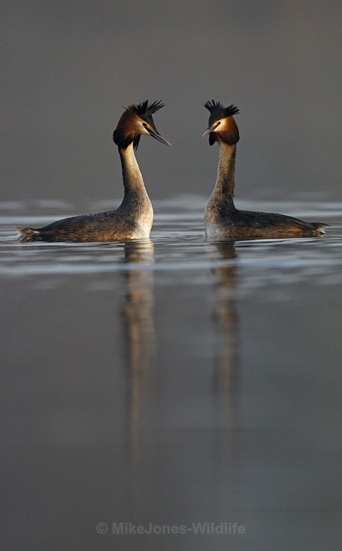 Great Crested Grebes ref Grebe 3 - GREAT CRESTED GREBES