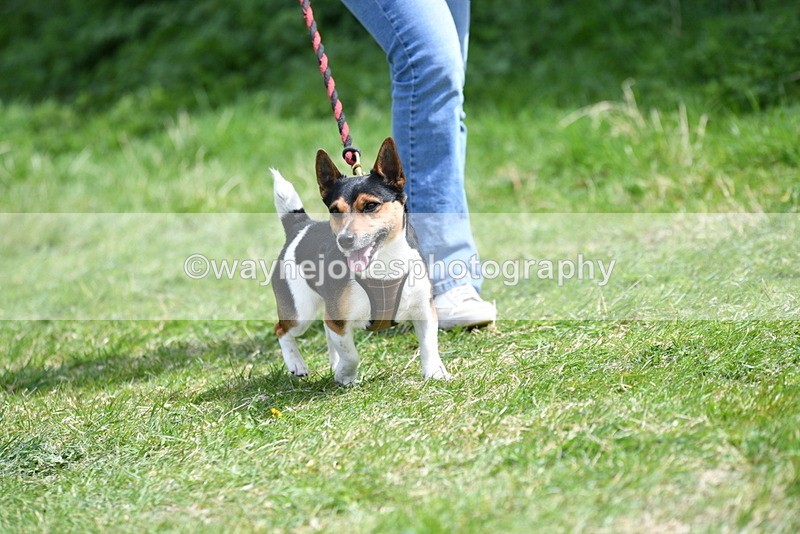 WJ5_0386 - Class 7 Best Terrier