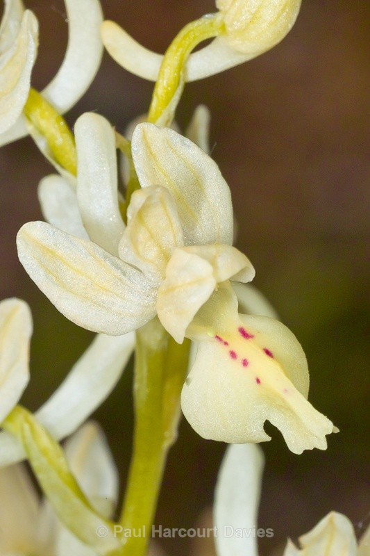  - Orchids - Orchis