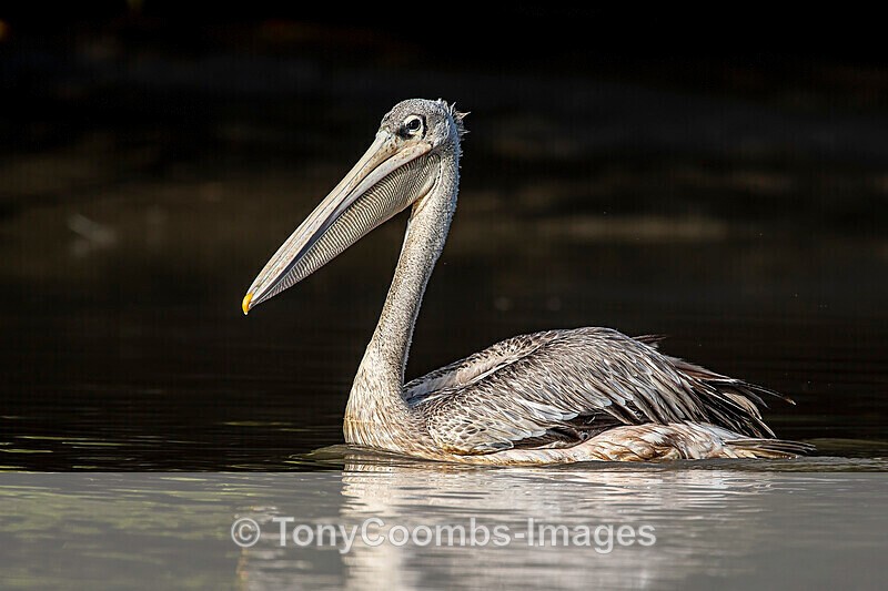 Pink-backed Pelican - The Gambia