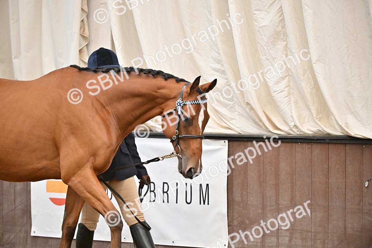 SBM_000195 - Class 7 - ROR Tattersalls In Hand