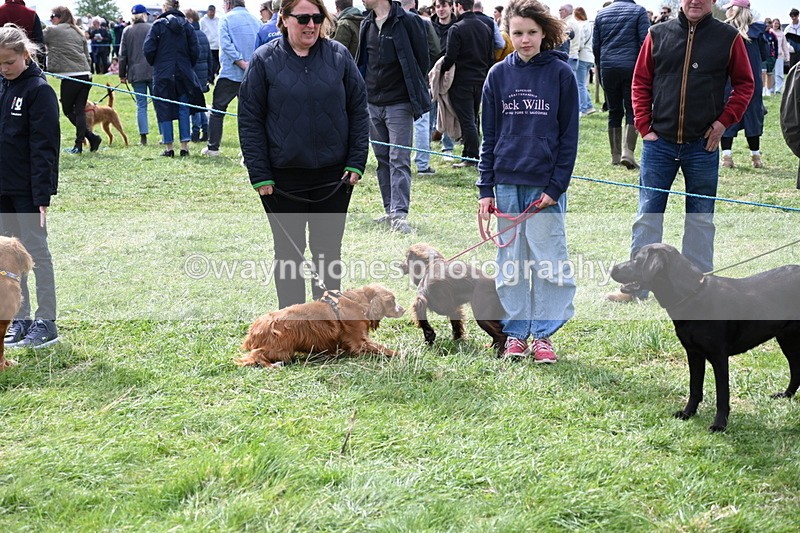 WJ6_8719 - Class 8 Best Working / Gun Dog or Bitch