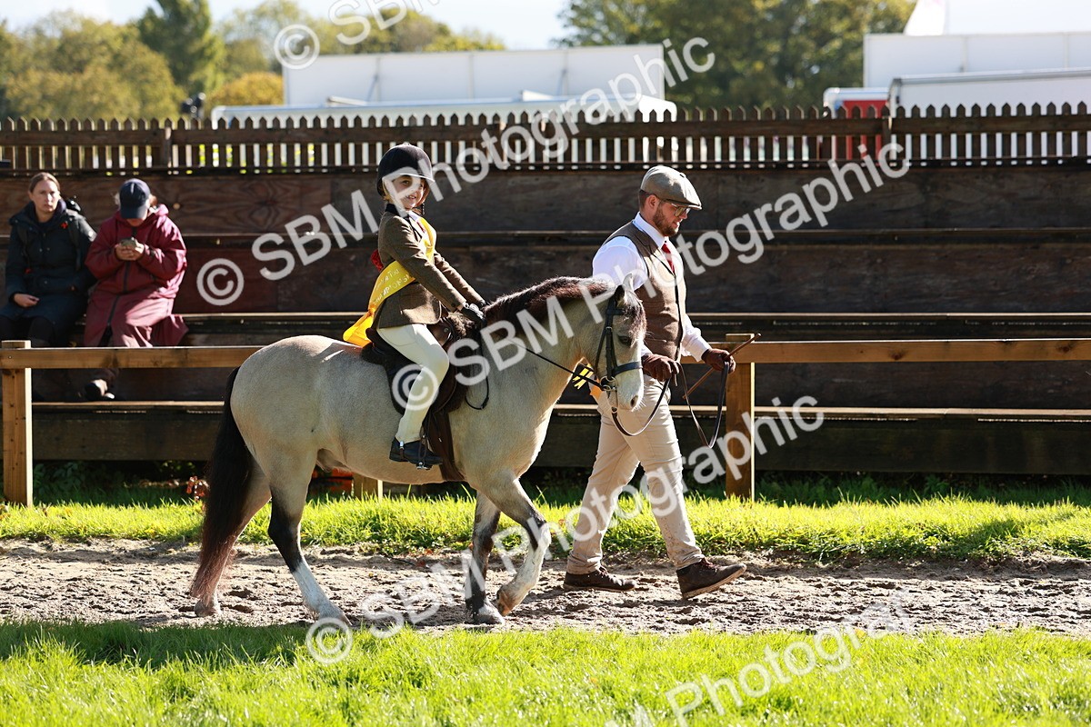 SBM_42084 - S32 - Mountain & Moorland Working Hunter Pony