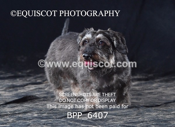BPP_6407 - CARLA DOGS