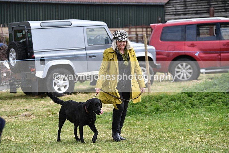 WJ5_9524 - Class 3 Most Handsome Dog