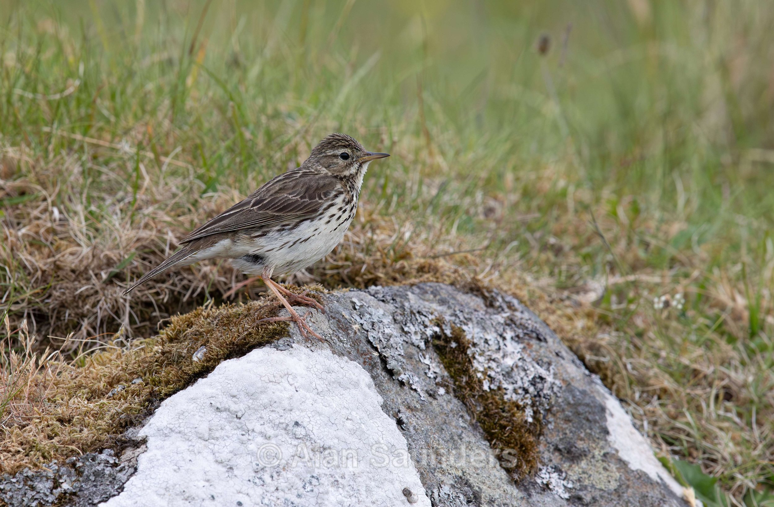 Meadow Pipit 2 (Anthus pratensis)