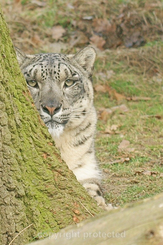 Mizi, the female snow leopard at WHF