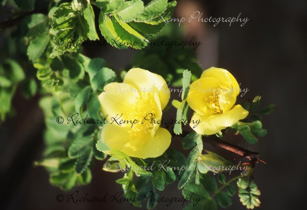 Rosa x Anthina 'Canary Bird' - Plants