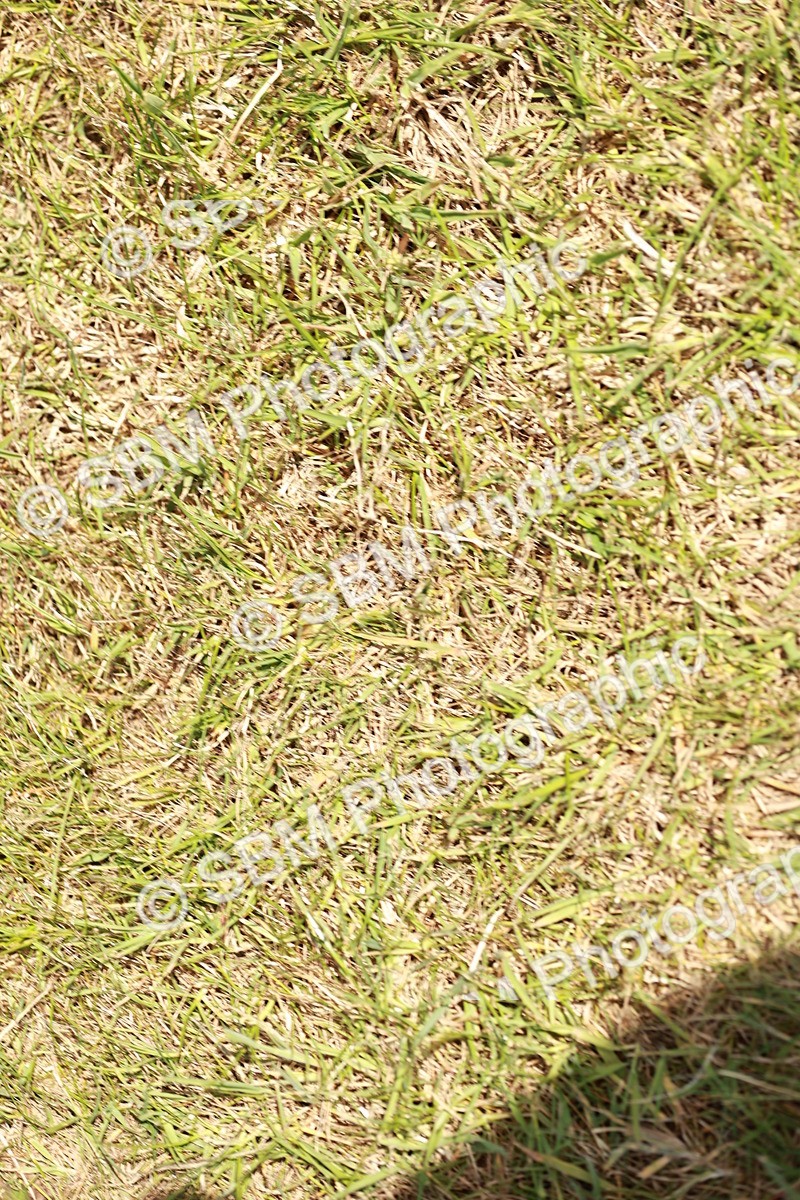 SBM_05475 - Class 41-45 - Riding Pony-Hunter Pony Breeding