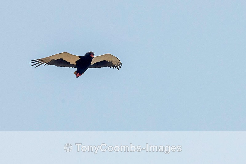Bateleur Eagle  (m) - Mana Pools ~ The Birds