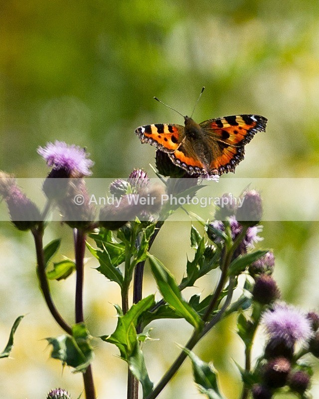 20110702-IMG_6115 - Butterflies & Moths