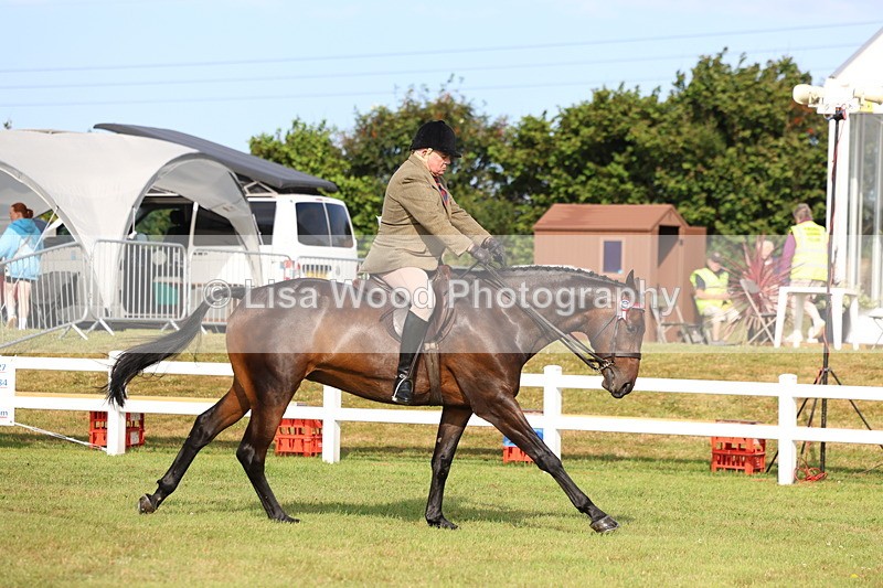 3E7A8200 - Class 2: Rising Star Large Hack/Riding Horse