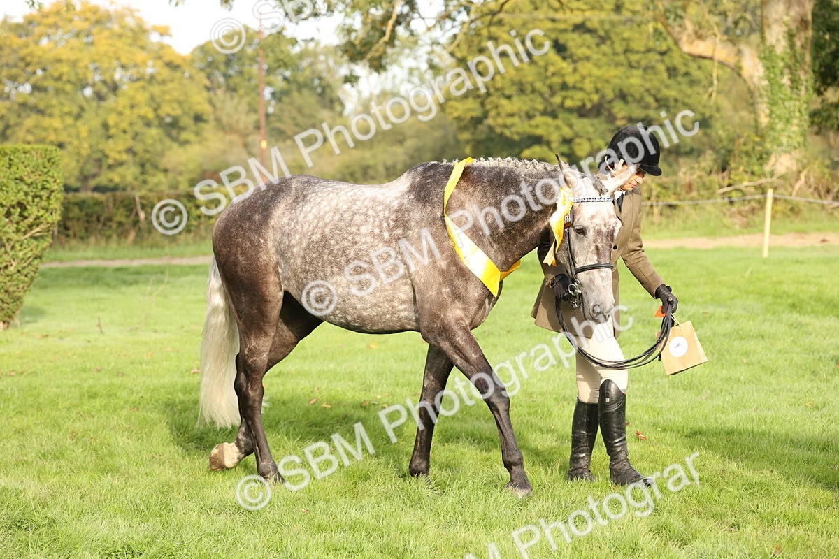 SBM_55024 - S52 - Riding Horse & Hack & thoroughbred In Hand