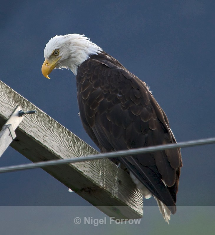 Bald Eagle perched on top of a telegraph pole in Seward, Alaska - Bald Eagle