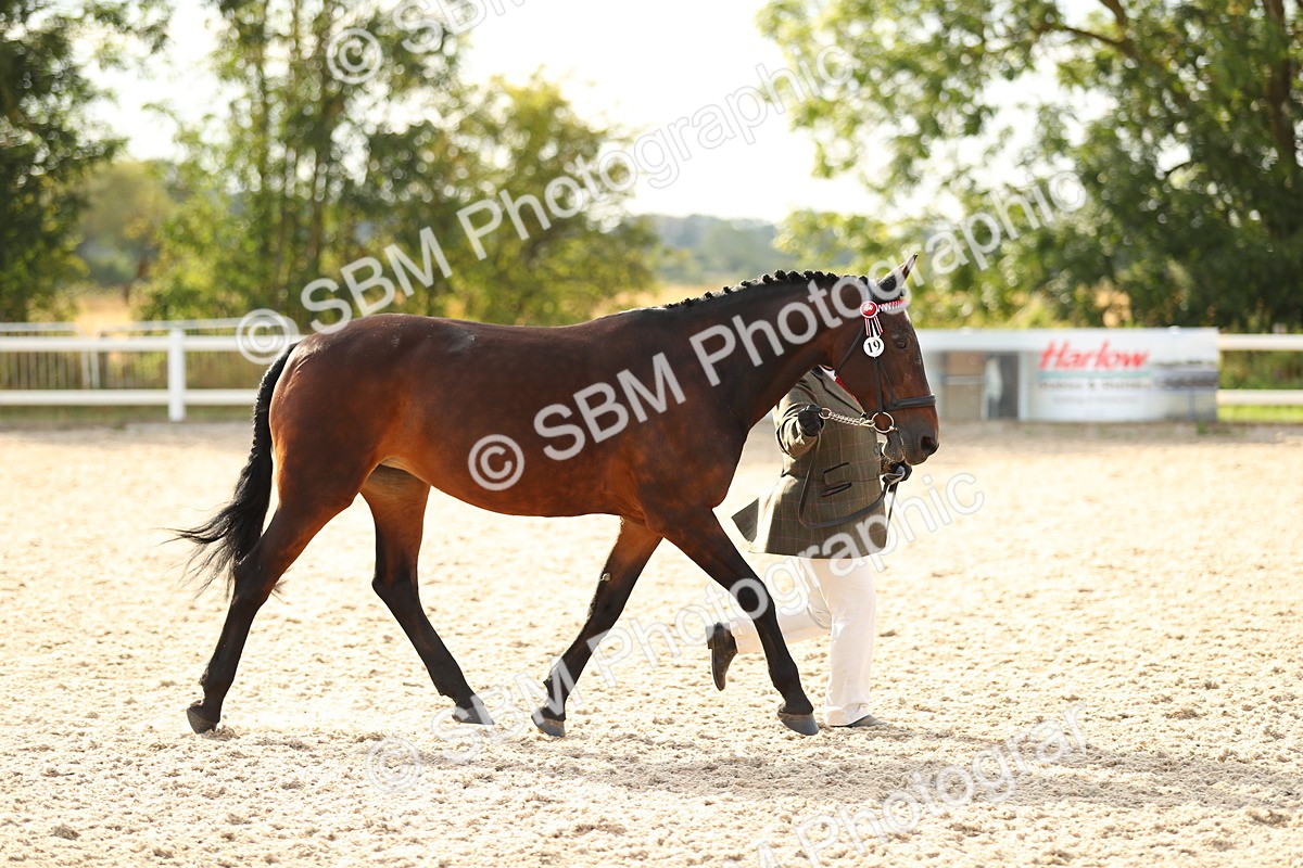 SBM_08566 - Class 28 - IH Veteran Horse