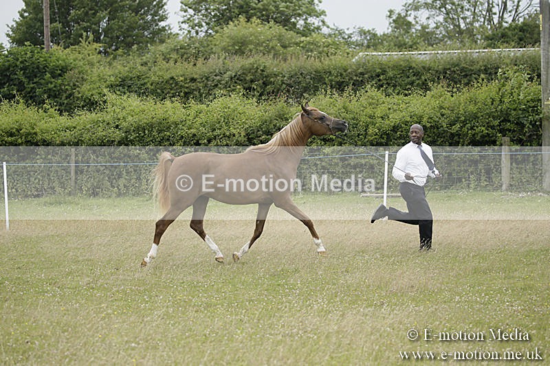 B230619-0846 - Bourne Valley Riding Club Summer Show 23/06/19