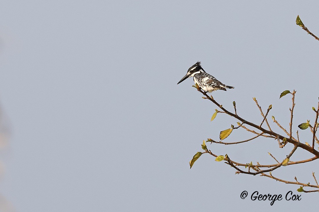 Bird Pied Kingfisher - South Africa - Limpopo