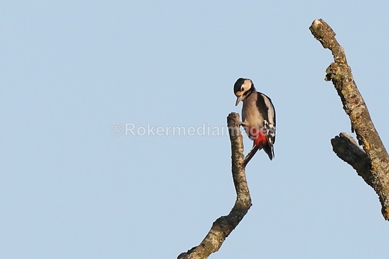  - Wildlife
