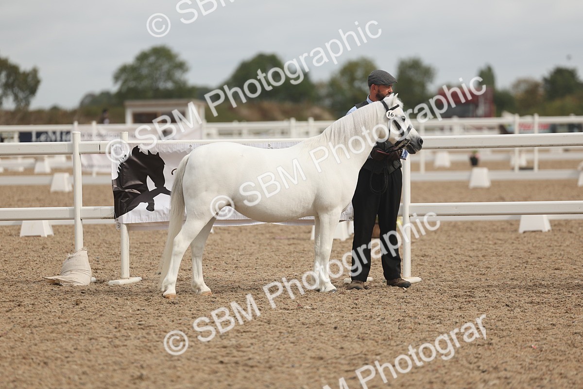 SBM_03160 - Class 16 - IH M&M Wildcard