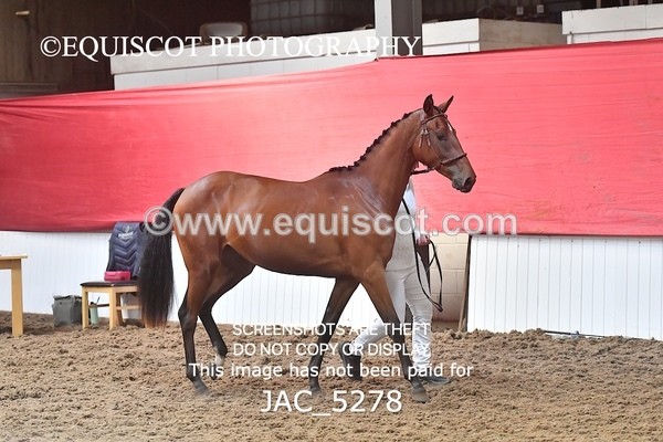 JAC_5278 - 7 L'Espirits Little Unicorn