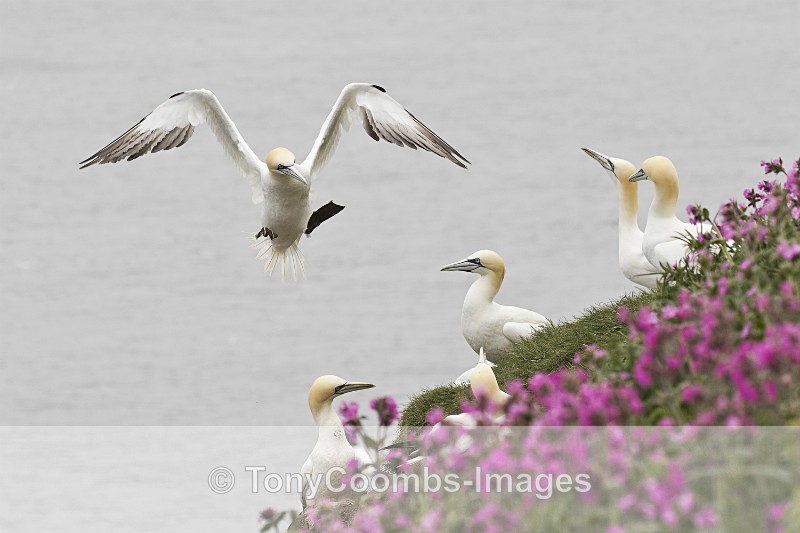 Gannet - Ardnamurchan ~ Bempton Cliffs