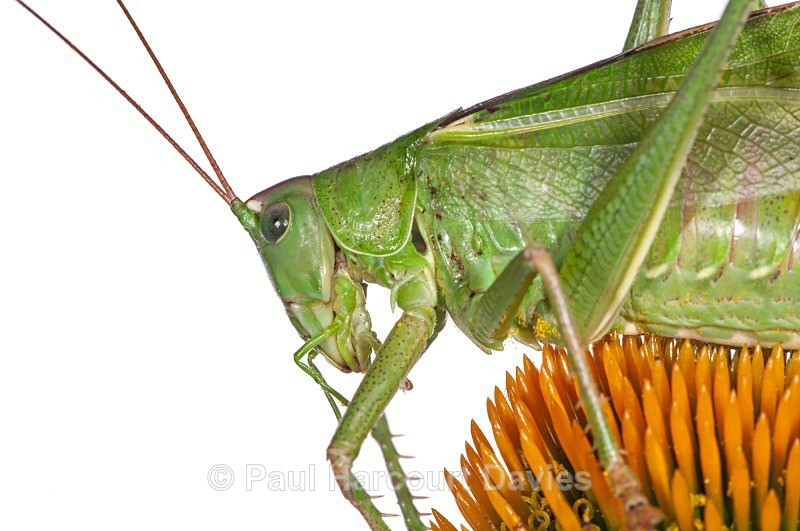 Bush Cricket (Tettigonia cantans)  MYN - Small Creatures - WB