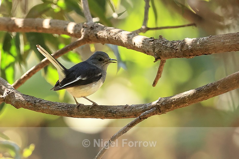 Oriental Magpie-Robin (female), Tala, Madhya Pradesh, India - Oriental Magpie-Robin