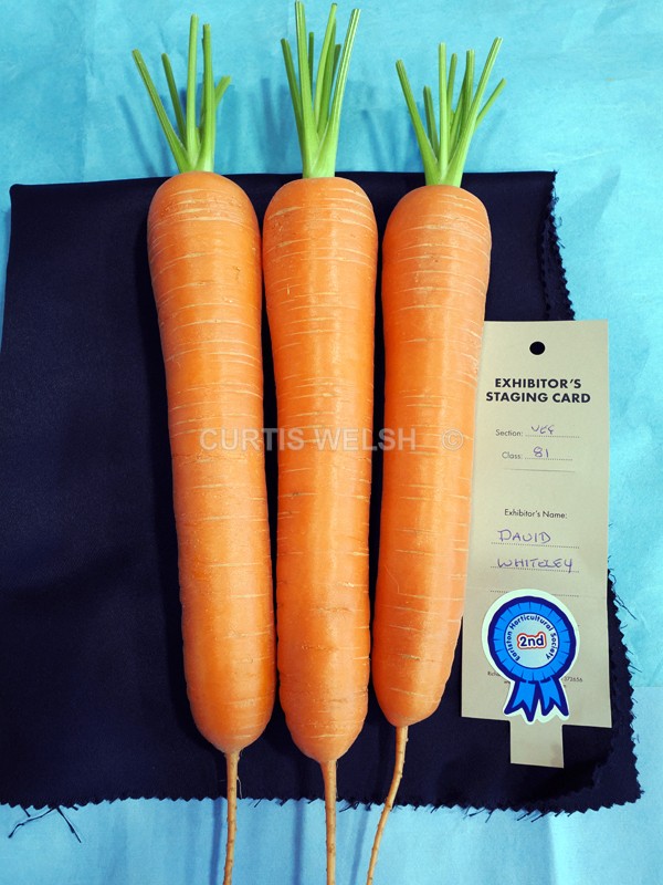selected53 - EARLSTON FLOWER SHOW. 2025