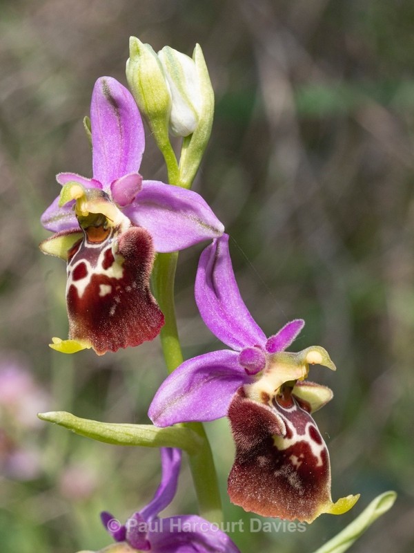 Apulian Ophrys (Ophrys fuciflora ssp apulica  also O. holoserica ssp apulica and O. apulica) - Gargano - Wild Orchids