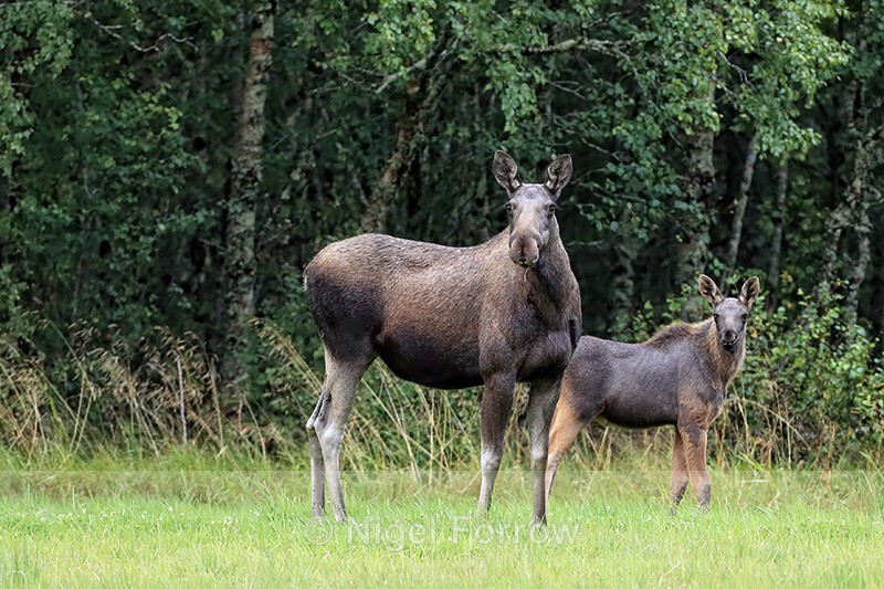 Moose (mother & calf), Flatanger, Norway - Deer