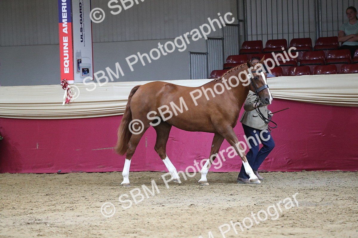SBM_06541 - Regional IH Champ
