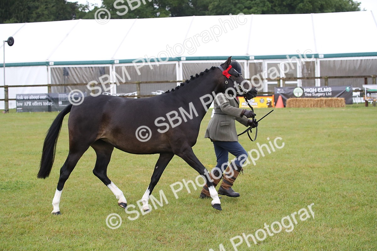 SBM_00079 - Class 17-20 - Arab & Part Bred - Anglo Arab In Hand