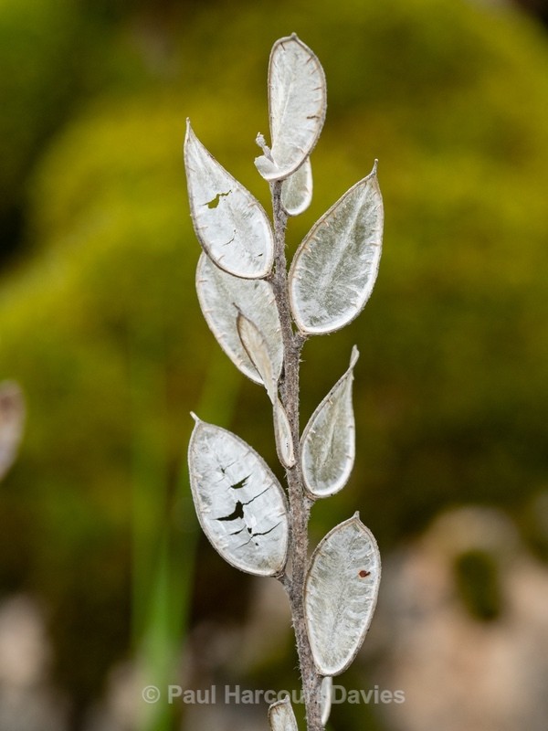 Fibigia (Fibigia clypeata) - Gargano - Wild Flowers
