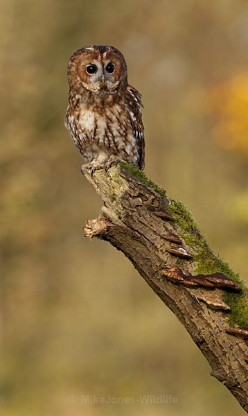 Tawny Owl - TAWNY OWL