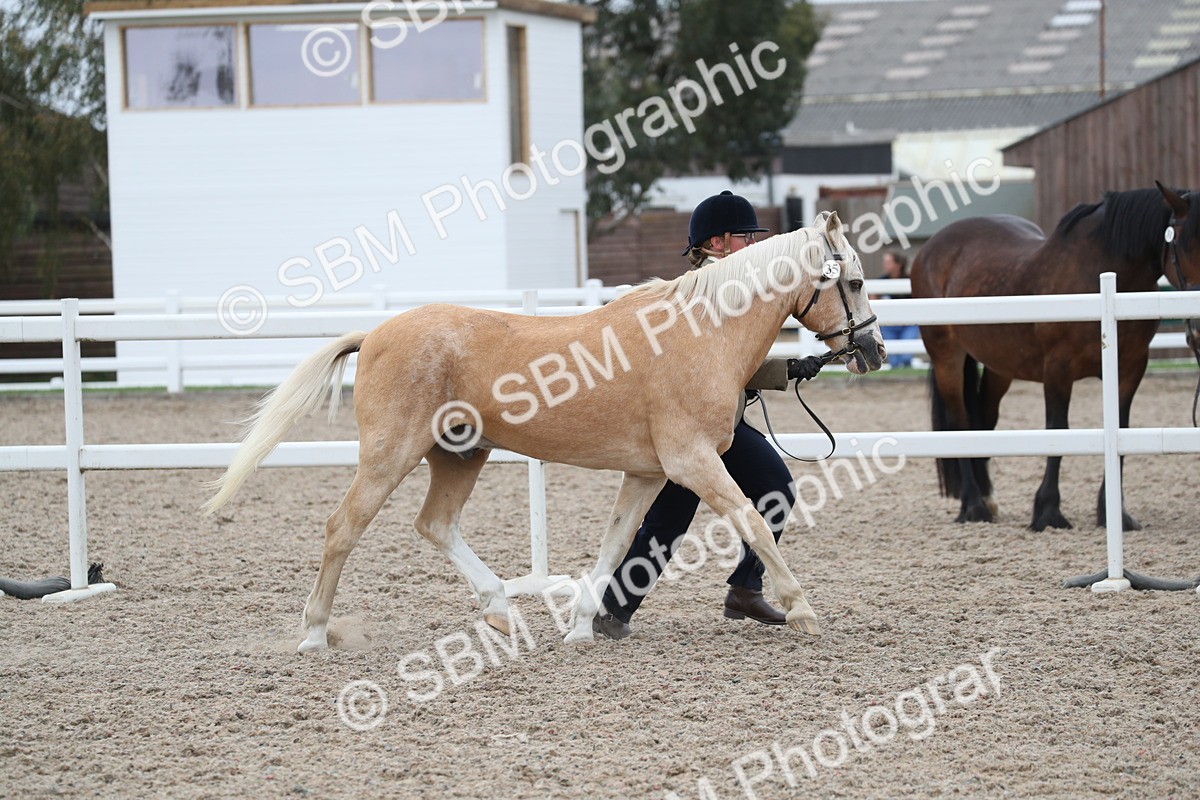 SBM_17879 - Class 317 IH Pure bred Horse/Pony