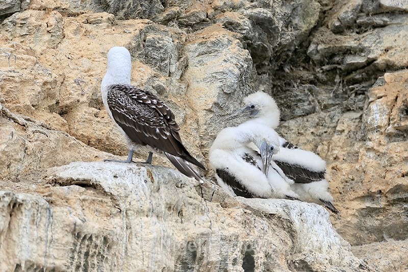 Young Peruvian Boobies with down feathers, Chanaral Island, Chile - Peruvian Booby