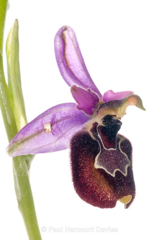  - WB: Orchids - Various