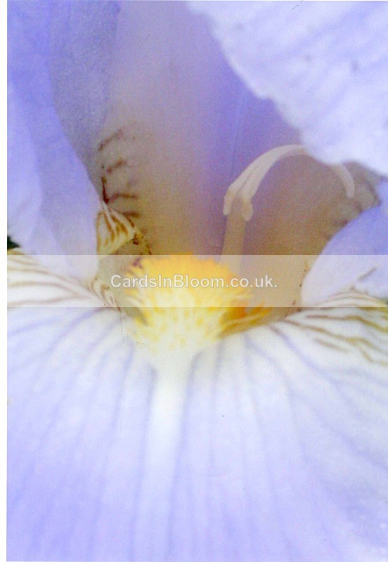 1022 - IRISES