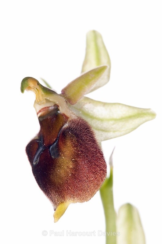  - WB: Orchids - Ophrys