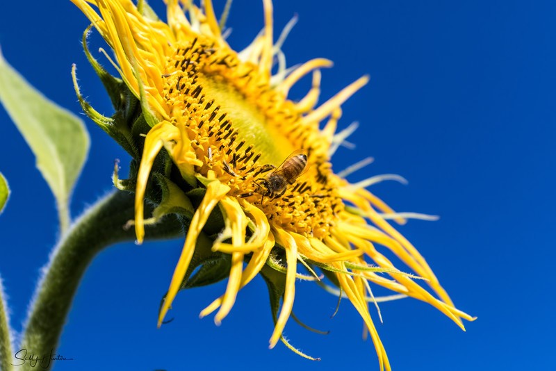 Aged Sunflower 2