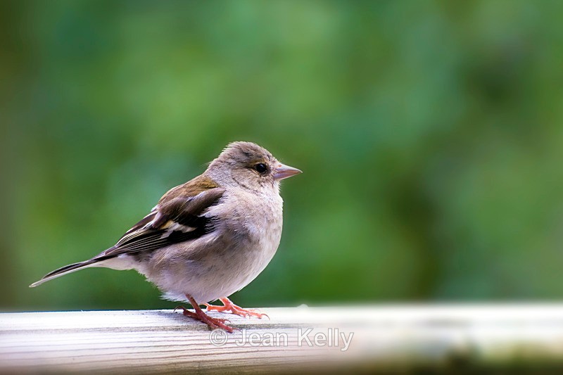 Chaffinch - 9681 - Birds