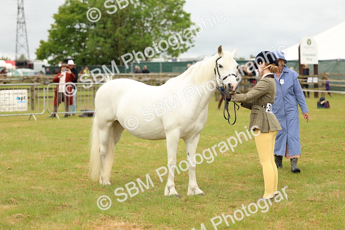 SBM_04209 - Class 64-67 - Shetland Pony In Hand