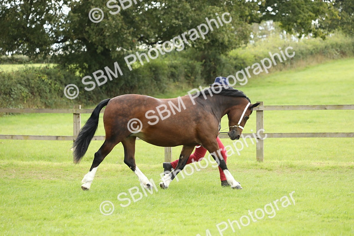 SBM_65345 - S47 - Mountain & Moorland In Hand Large Breeds