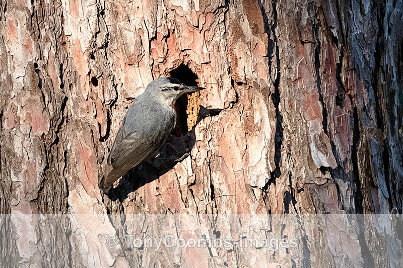 Krupers Nuthatch - Lesvos ~ Other Birds