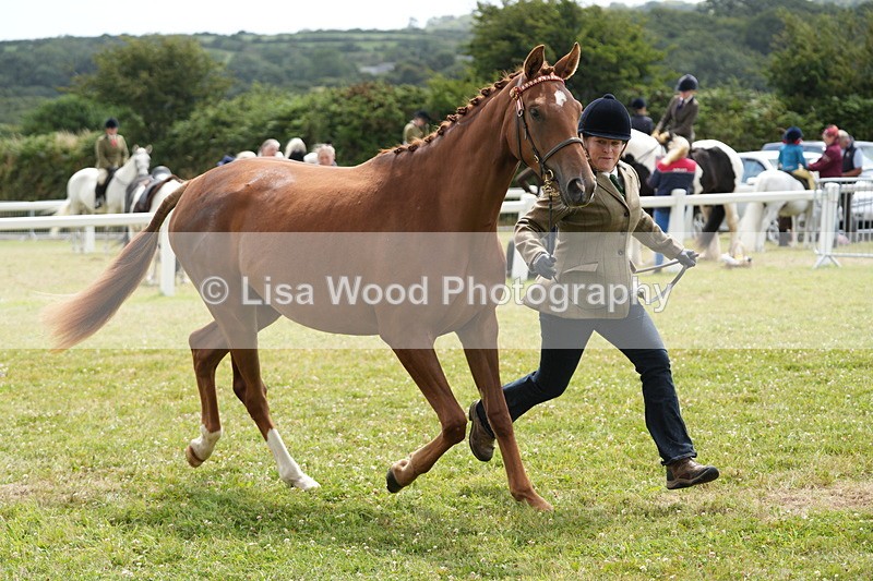 DSC06066 - Class 54: Hunter/Riding Horse/Hack 1 & 2 yr olds
