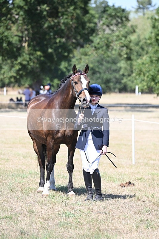WJ6_8683 - Class 37b Best Loan Pony In-hand