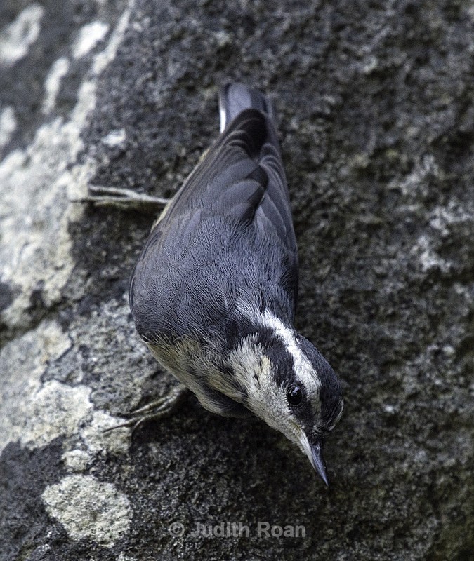 Red Breasted Nuthatch Female