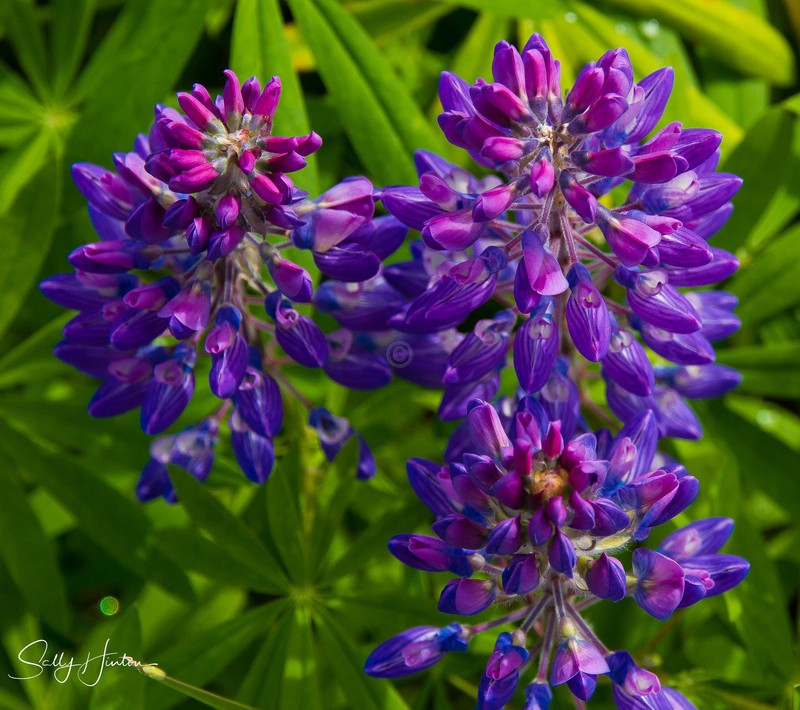 Wild Lupines