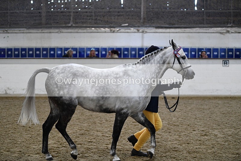 WJ5_4489 - Class 3 Part Bred In hand